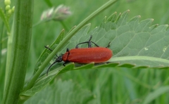 Pyrochroa coccinea