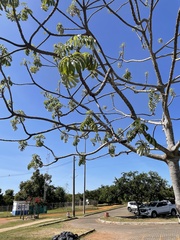 Cecropia pachystachya