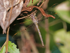 Neurocordulia molesta