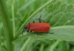 Pyrochroa coccinea