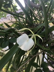 Brassavola