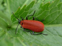 Pyrochroa coccinea