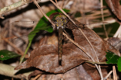 Neurocordulia molesta