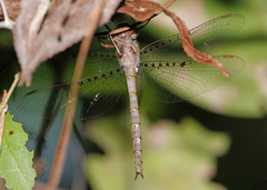 Neurocordulia molesta