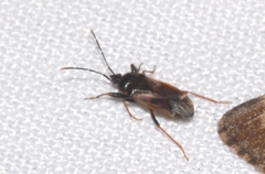 Eremocoris fenestratus