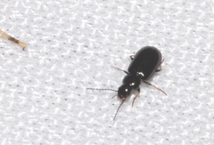 Eremocoris fenestratus