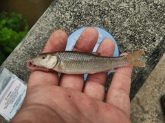 Nocomis leptocephalus