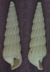 Turbonilla lactea
