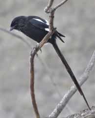 Lanius melanoleucus melanoleucus