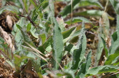 Hieracium scouleri