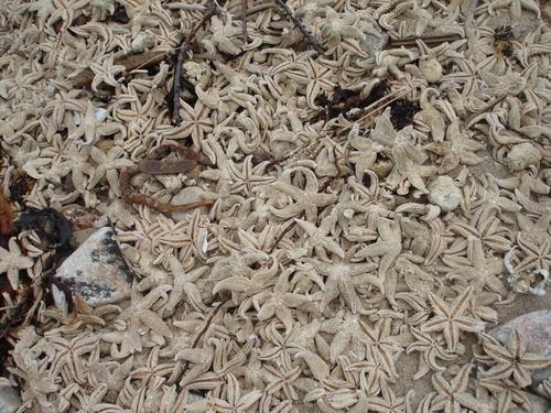 Common Sea Star photographed in New York