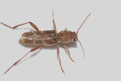 Xylotrechus stebbingi