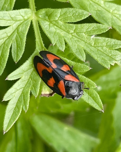 Common Froghopper, Lindenholt, Nimwegen, Gelderland, NL, photo 4 of 10