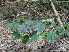 Clerodendrum japonicum