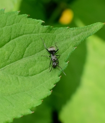Polyrhachis wolfi