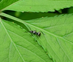 Polyrhachis wolfi