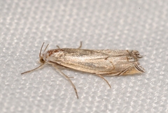 Metacrambus carectellus