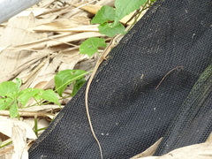 Takydromus kuehnei