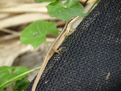 Takydromus kuehnei