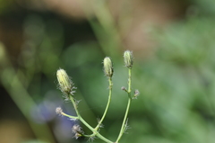 Hieracium scouleri