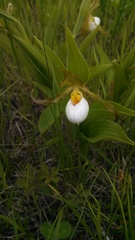 Cypripedium candidum