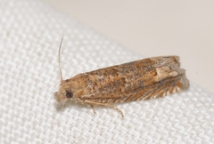 Eucosma fervidana