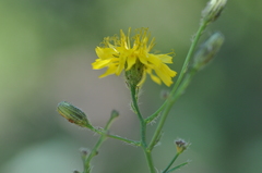 Hieracium scouleri