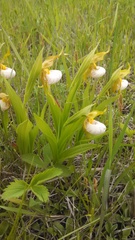 Cypripedium candidum