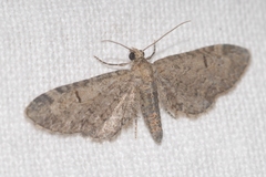 Eupithecia ultimaria