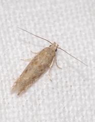 Scrobipalpa salinella