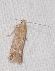 Scrobipalpa salinella
