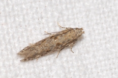 Scrobipalpa instabilella