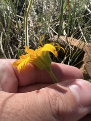 Arnica fulgens