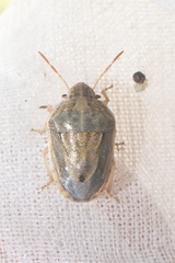 Neottiglossa bifida