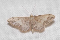 Idaea efflorata