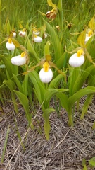 Cypripedium candidum