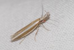 Pleurota aristella