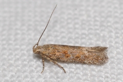 Scrobipalpa instabilella