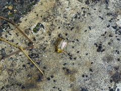 Mimela testaceoviridis