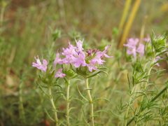 Thymus villosus