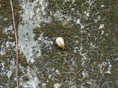 Mimela testaceoviridis