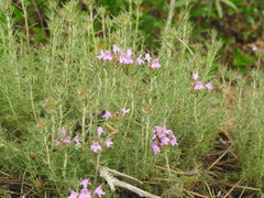 Thymus villosus
