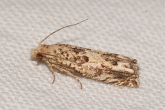 Eucosma fervidana