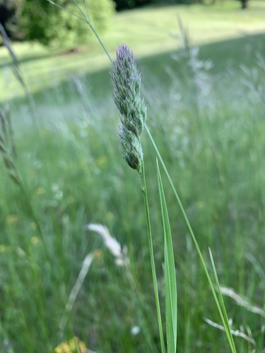 reznačka laločnatá (Dactylis glomerata)