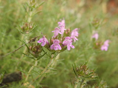 Thymus villosus