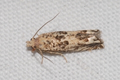 Eucosma fervidana