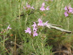 Thymus villosus