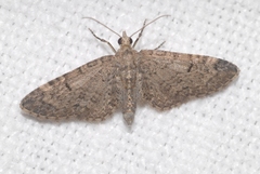 Eupithecia ultimaria