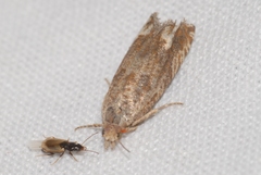 Eucosma fervidana