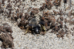 Habropoda miserabilis